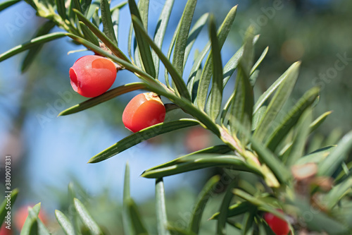 Beautiful sprigs of yew with two bright red berries and long narrow leaves photo