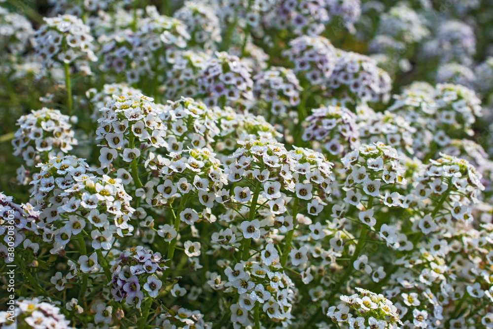 Glade of beautiful lissum white flowers. Glade of beautiful lissum white flowers.