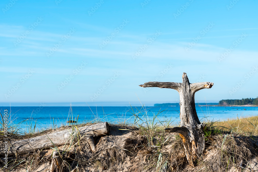 Trunk or snag of tree looking as a cross on a beach of the Baltic Sea