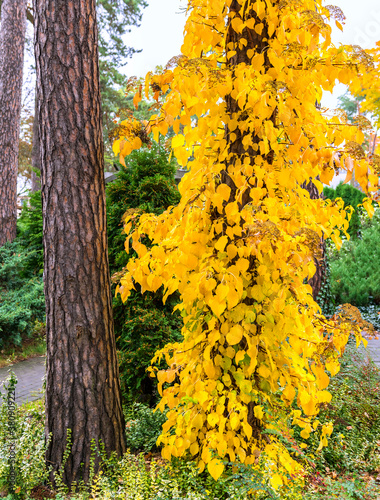 Autumn tree in the park