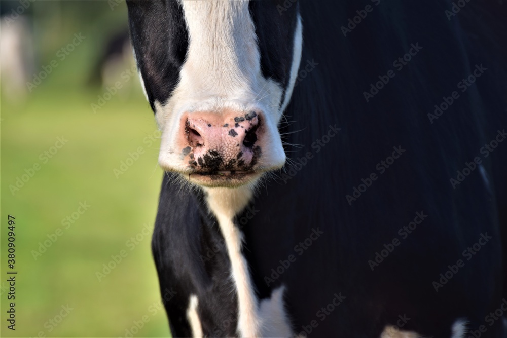 The nose of a black and white colored cow The nose of a black and white colored cow