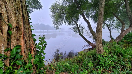 lake in the forest