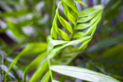 Indoor palm tree  Chrysalidocarpus Lutescens Areca plants  home decor air plants