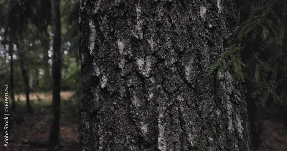 Brich has very interesting bark. Estonian forest. Brich has very interesting bark. Estonian forest.