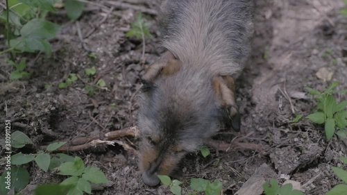 Dachshund working on her project. Mole must be found, nothing stops her. photo