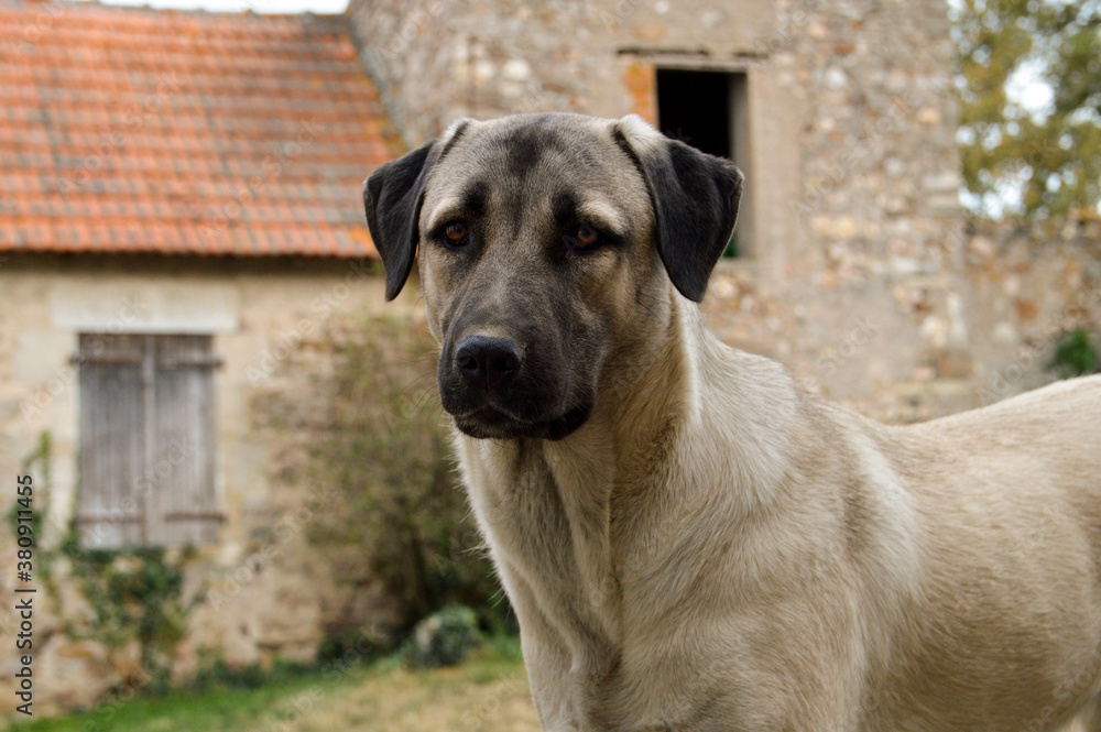Beautiful Anatolian shepherd dog. This is a sheep dog and a large breed dog.