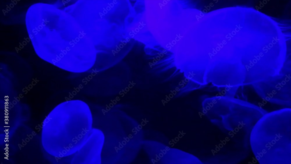 Multiple floating, circular moon jellyfish moving with water current. The jellyfish are iridescent, glowing blue and purple from a blacklight. Jellyfish propulsion is rhythmic. Multiple floating, circular moon jellyfish moving with water current. The jellyfish are iridescent, glowing blue and purple from a blacklight. Jellyfish propulsion is rhythmic.