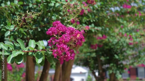 Wallpaper Mural Crepe Myrtle Swaying in the Wind on a Summer Day Torontodigital.ca