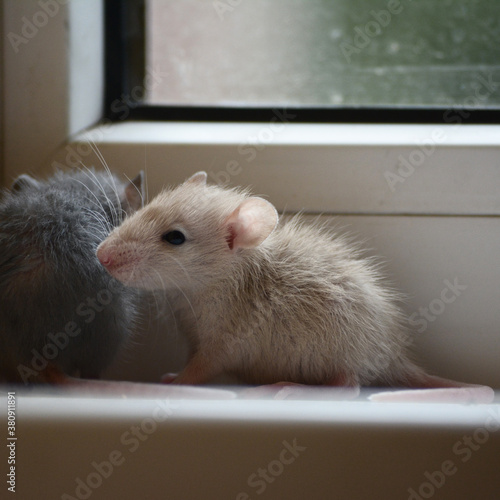 cute rats in autumn