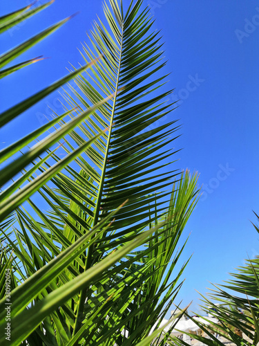 Tropical Palm Tree through Leaf Passes Sun. Effect faded retro photo.