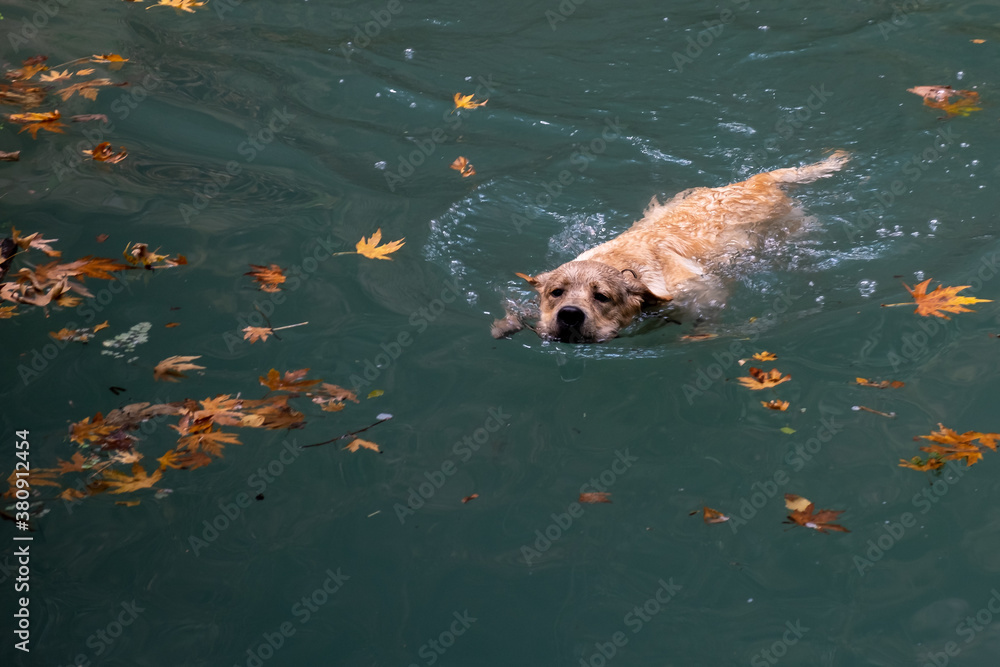 Obraz premium Dog Golden Retriever playing and swimming in a lake