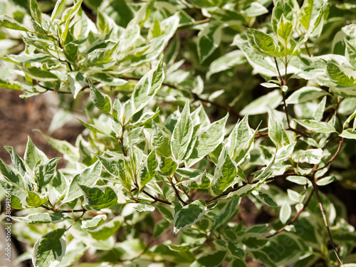 Cornus alba 'elegantissima' ou ' Argenteomarginata' | Cornouiller blanc panaché au superbe feuillage décoratif vert bordé de blanc argenté sur rameaux rouges pourprés