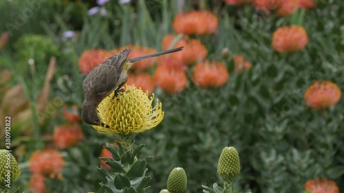 A female Cape sugar bird (Promeropidae) feeding on a bright yellow pincushion in the Western Cape of South Africa. photo