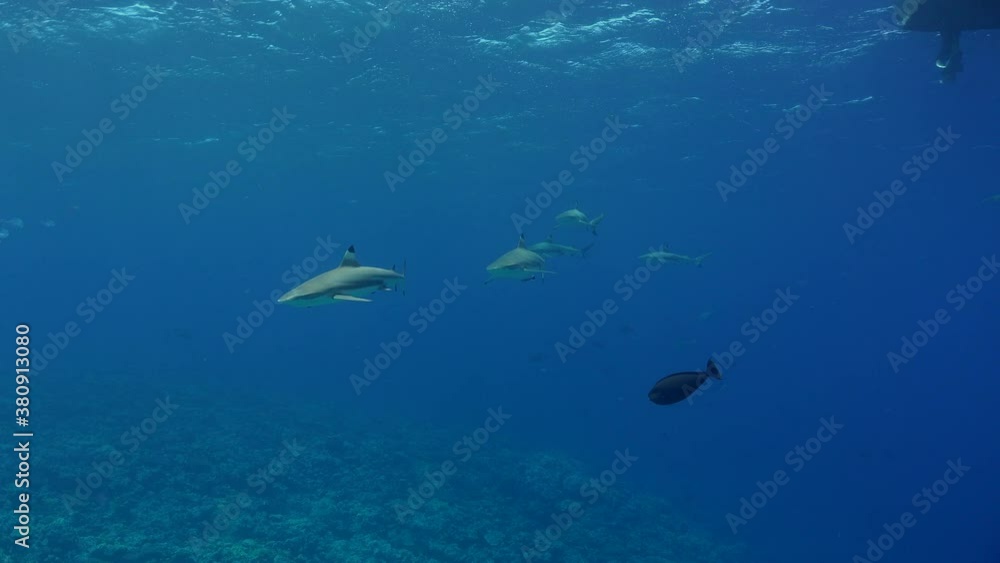 A group of grey reef sharks swimming close to the surface is passing by very closely by the camera. A group of grey reef sharks swimming close to the surface is passing by very closely by the camera.