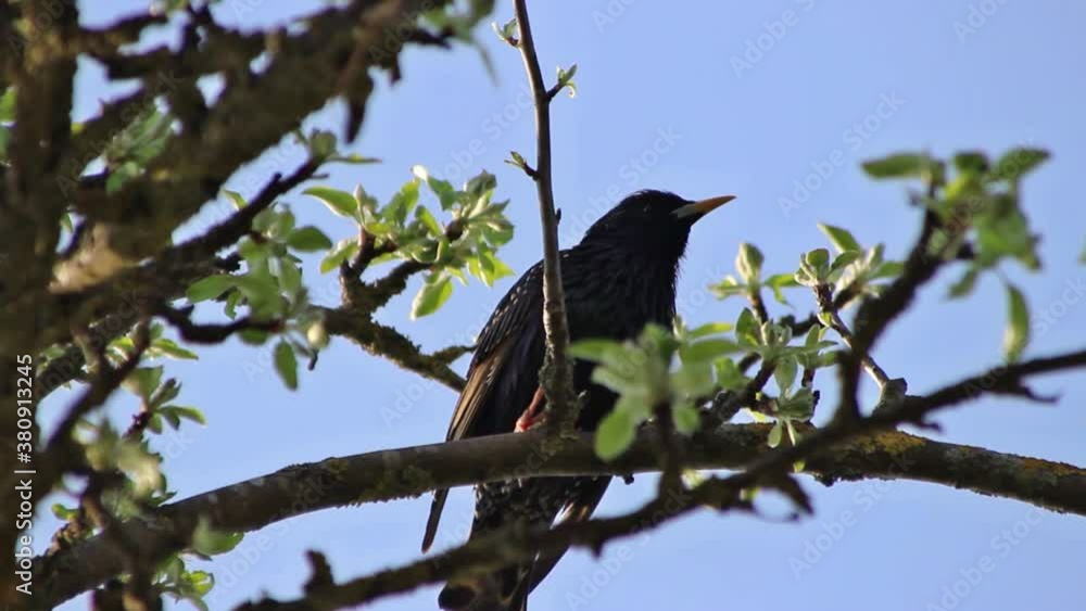 Starling bird on a blossoming tree Starling bird on a blossoming tree
