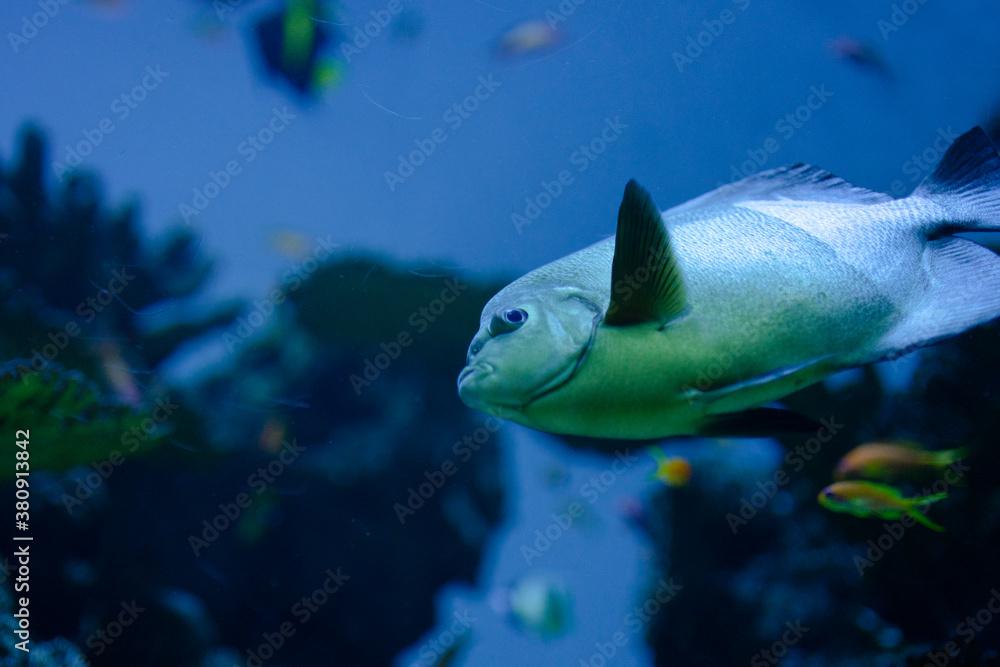 水族館の水槽で泳ぐ魚