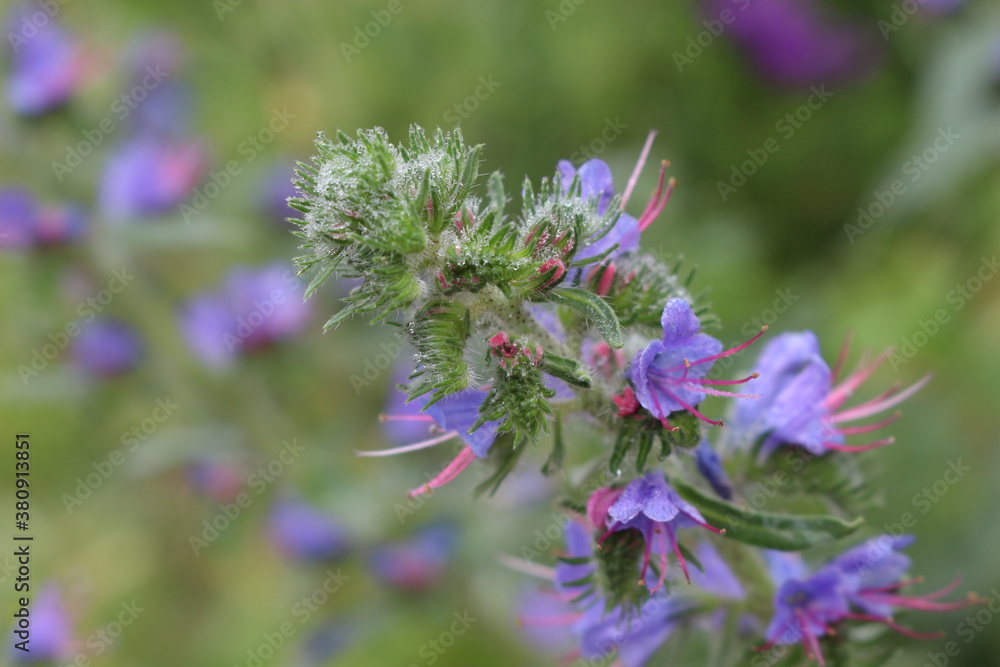 Blue flower with pink stamens blooms on a summer meadow Blue flower with pink stamens blooms on a summer meadow