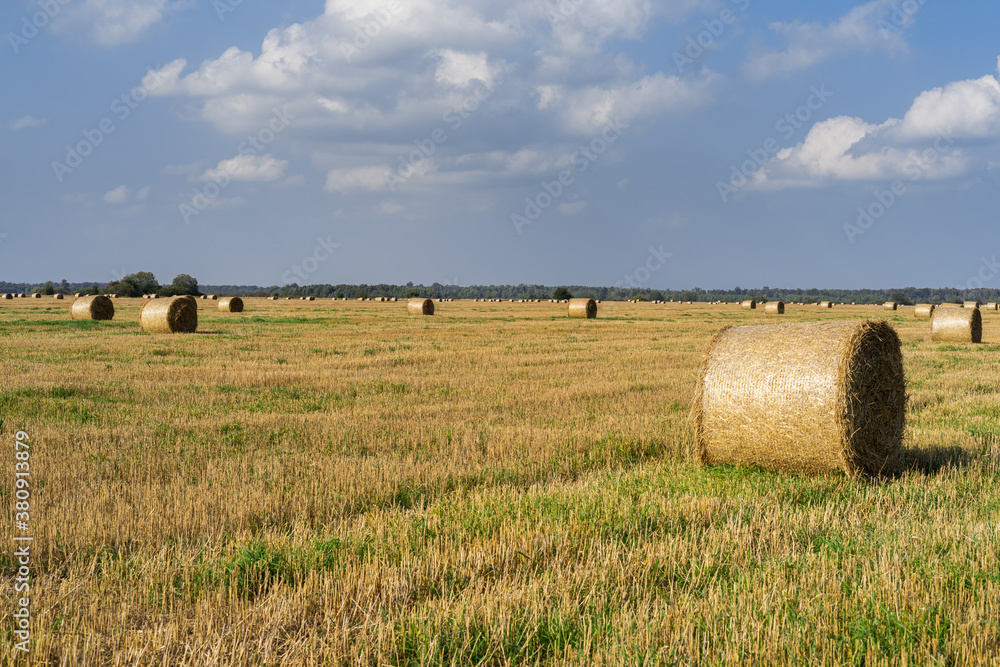 Round bales of hay in a field on a Sunny day.