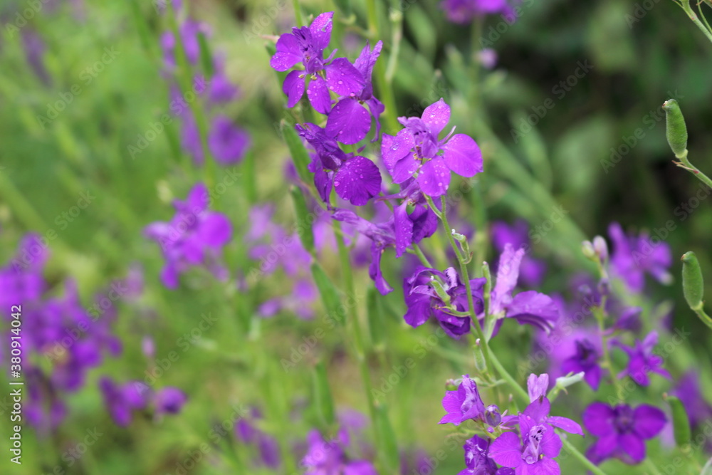 Naklejka premium Lilac flowers bloom on a summer meadow in Europe