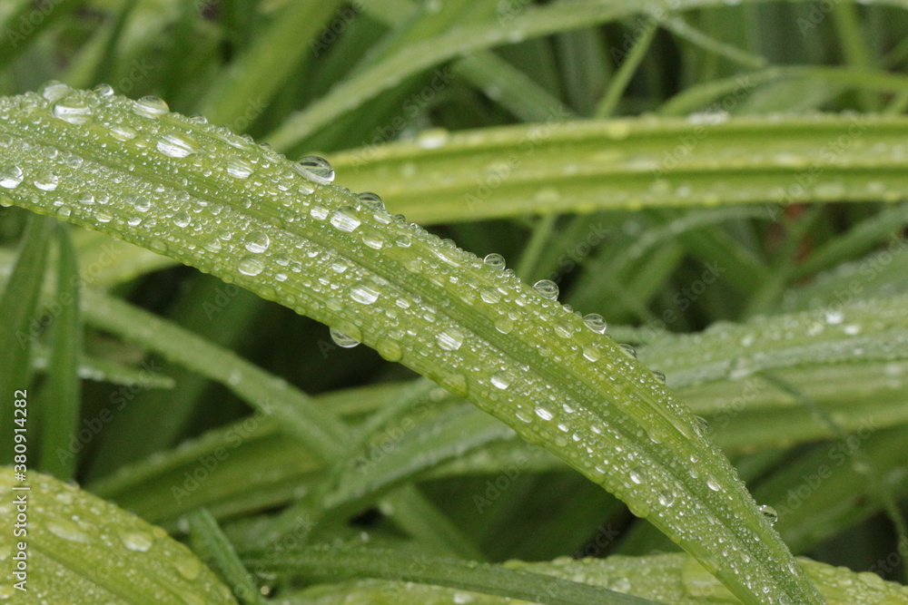 Water droplets left on the blades of grass after a summer rain
Water droplets left on the blades of grass after a summer rain