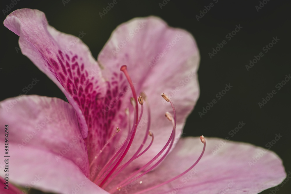flor de primavera pistilos