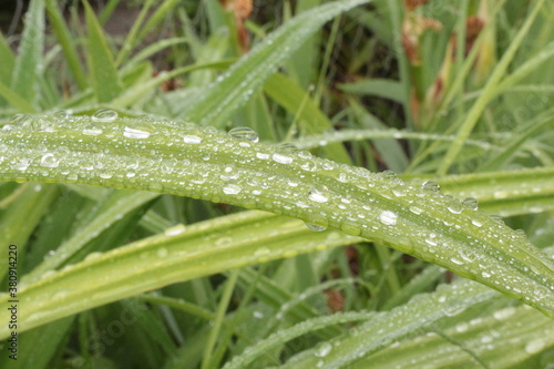  Water droplets left on the blades of grass after a summer rain