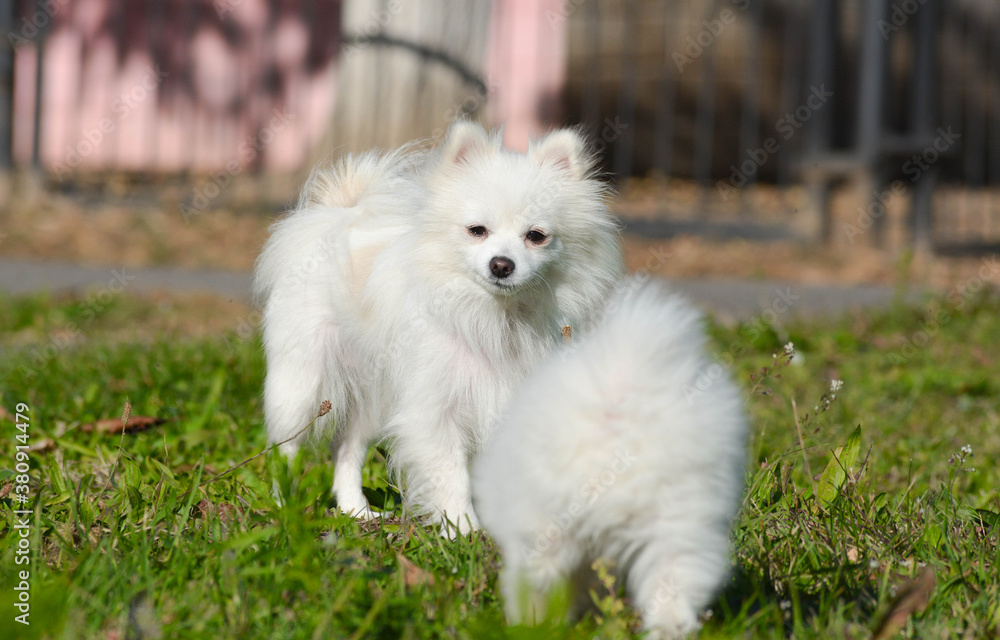 white pomeranian dog