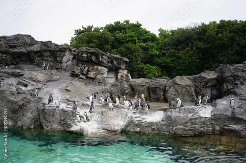 水族館のペンギンの群れ