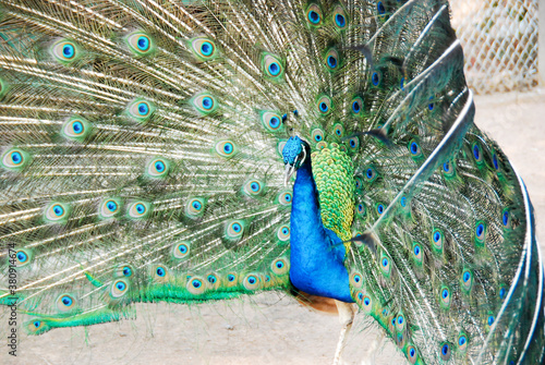 A peacock with a beautiful tail