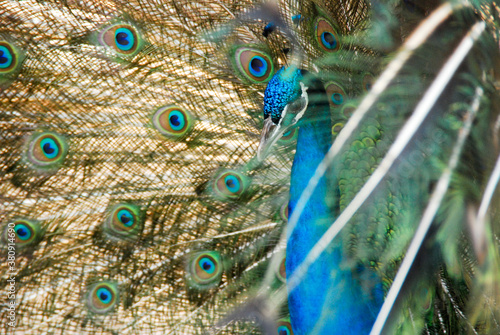 Beautiful tail peacock close up
