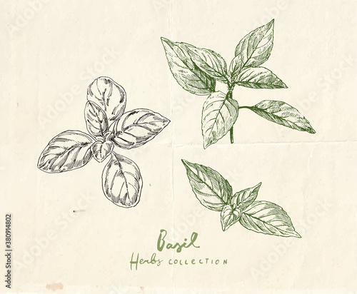 Hand drawn illustrations of basil, culinary herb drawing, botanical clip art
