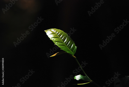 Green leaves hit the sun on a black background.