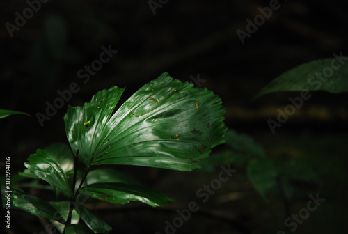 Green leaves hit the sun on a black background.
