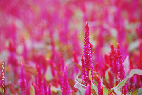 Field of pink flowers in the daytime