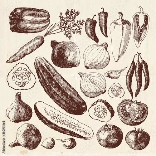 Big vegetable collection, hand drawn harvest illustration, vegetables sliced in half