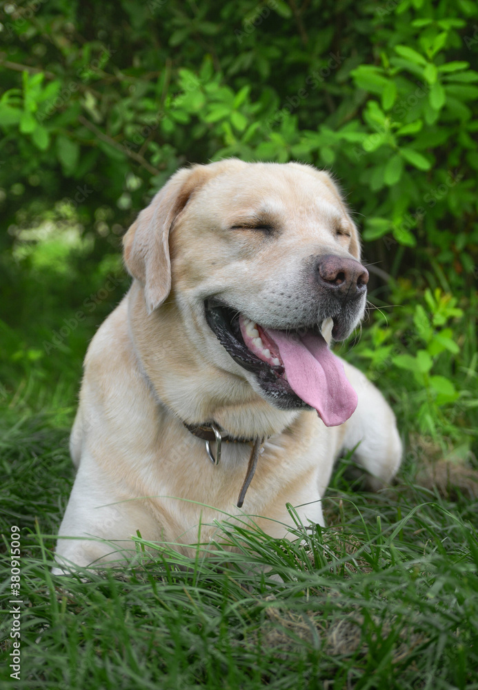 happy dog,golden retriever dog.