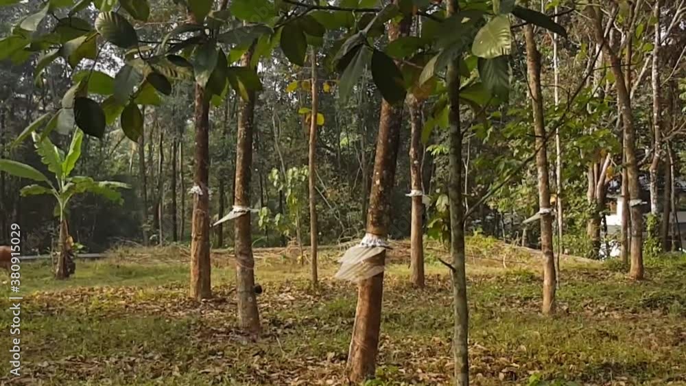 Dry Leaves falling quickly of trees in large field. Rubber Trees in India shedding leaves on windy dul day. Dry Leaves falling quickly of trees in large field. Rubber Trees in India shedding leaves on windy dul day.