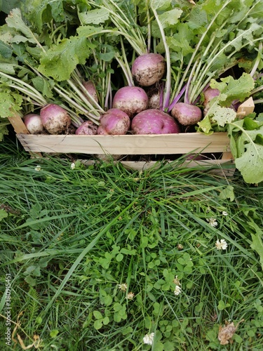 harvested radish in a wooden box on green grass
