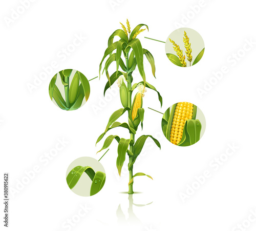 Clip art illustration of corn stalk, detailed vector of fresh ripe corn plant