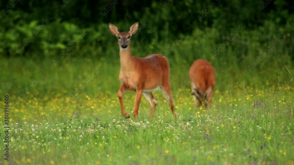 Two female White-tail deers are in a grass field with flowers. They are eating grass during this summer sunrise in Canada. One deer is curious and approaches. Two female White-tail deers are in a grass field with flowers. They are eating grass during this summer sunrise in Canada. One deer is curious and approaches.