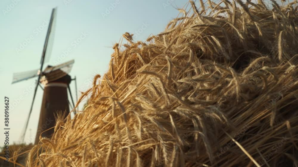 Bush of cutted wheat peacfully waving in the wind with a slider movement to a typical Dutch Windmill Bush of cutted wheat peacfully waving in the wind with a slider movement to a typical Dutch Windmill