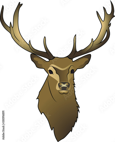 deer head isolated on white