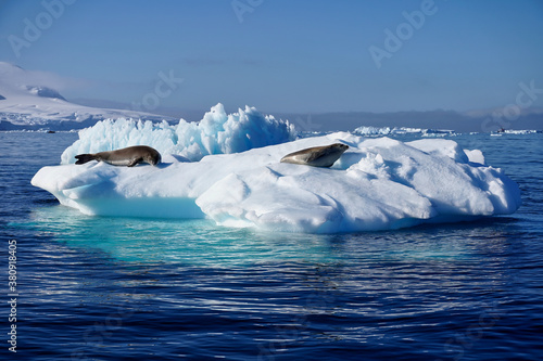 seal on ice floe in antarctica photo