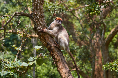 Red colobus high in a tree © Lennjo