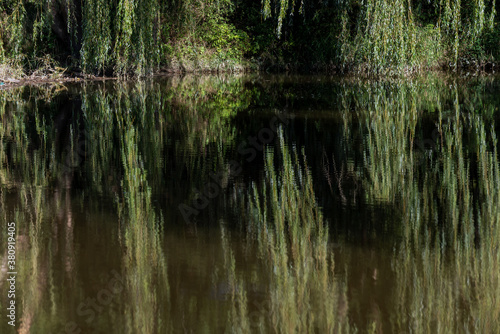 long hanging branches of a willow reflected on the surface of the river © Vladimira