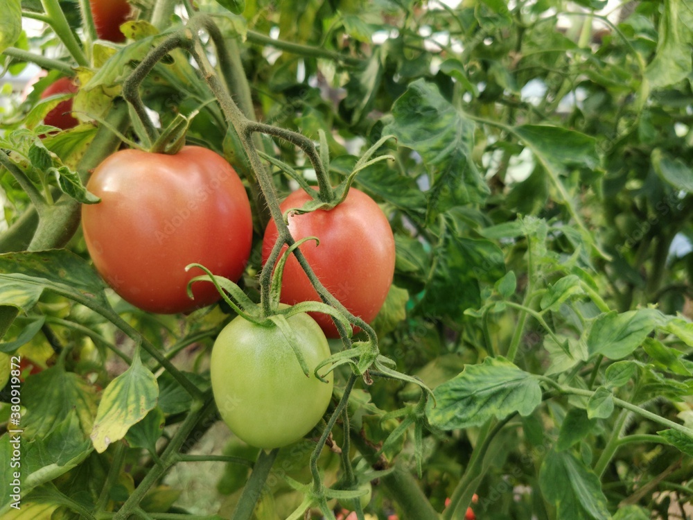ripe and unripe tomatoes on the bush photographed close up