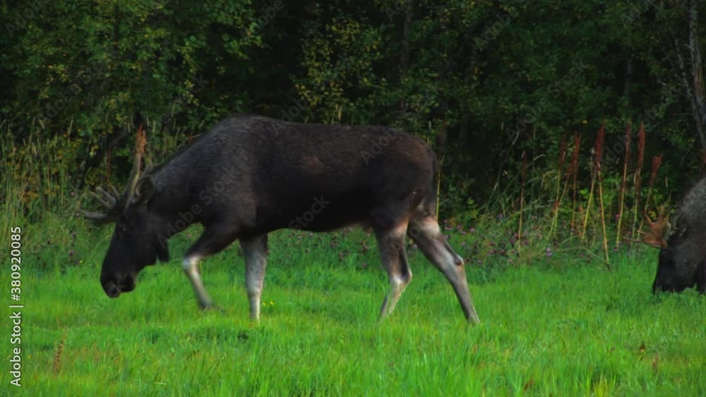 CLOSE UP view of moose in a green pasture grazing. One of the animals looks in to the camera. CLOSE UP view of moose in a green pasture grazing. One of the animals looks in to the camera.