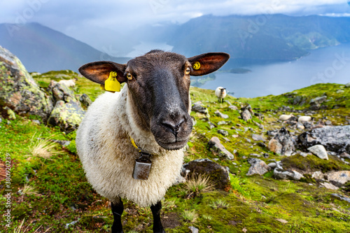 Urlaub in Süd-Norwegen: Balestrand am Sognefjord - Schafe bei einer Wanderung auf den Berg Raudmelen photo