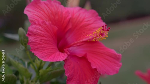 Orbiting around hot pink Hibiscus Flower photo