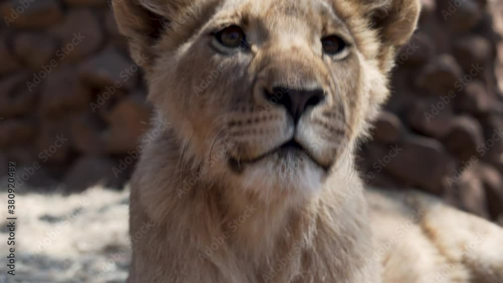 Close up view of a lion cub at the MBIDI Resort and Animal Sanctuary in South Africa Close up view of a lion cub at the MBIDI Resort and Animal Sanctuary in South Africa